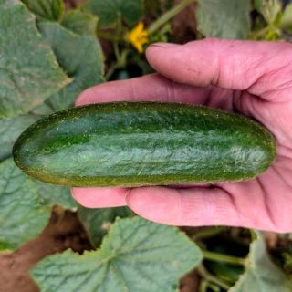 Beit Alpha Cucumber Thumbnail